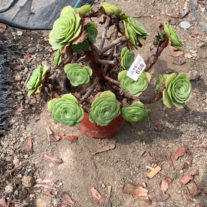 【闪购商品】巪**立658八尺镜多肉