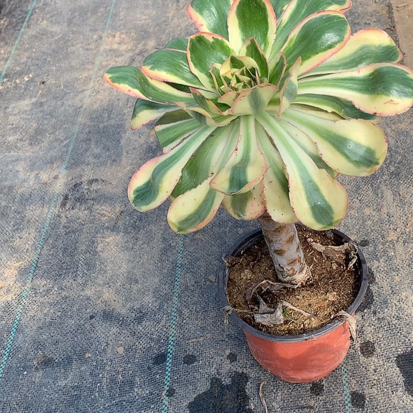 【闪购商品】633燕姿锦多肉