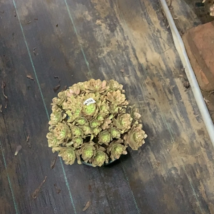 【闪购商品】158多肉法师