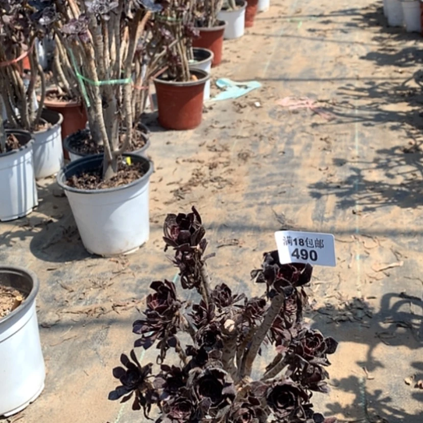 【闪购商品】海****水490黑法师多肉