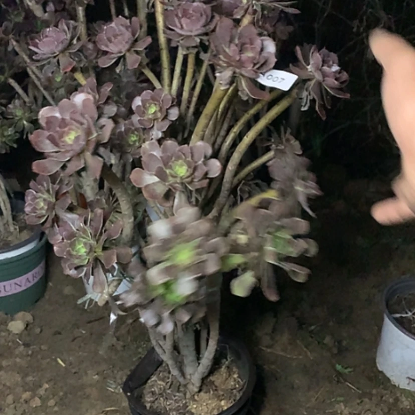 【闪购商品】7灰法师多肉