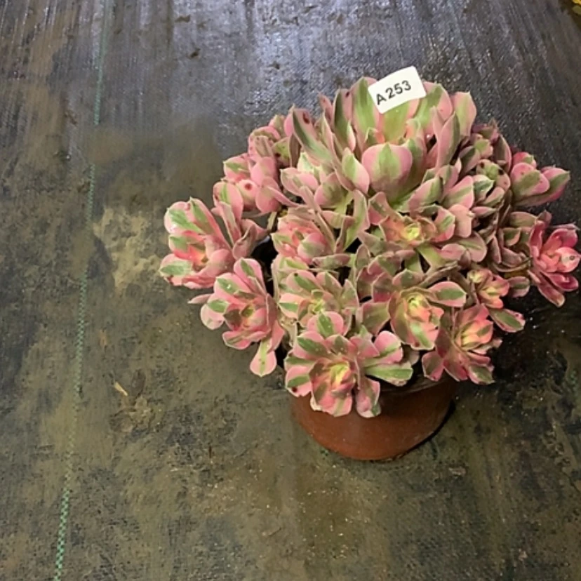 【闪购商品】253粉女巫多肉