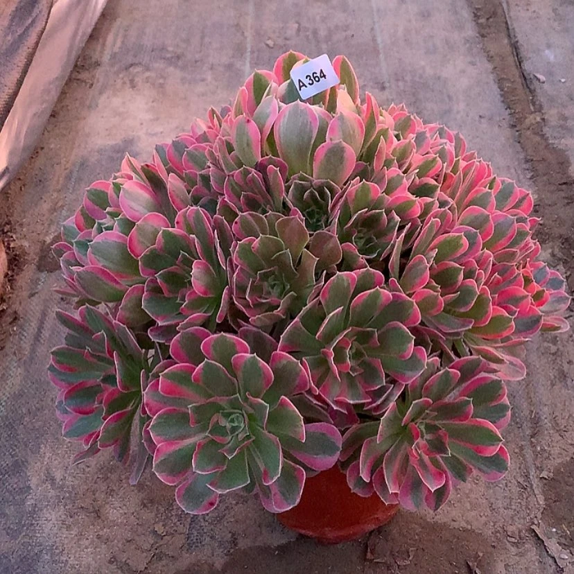 【闪购商品】364多肉法师