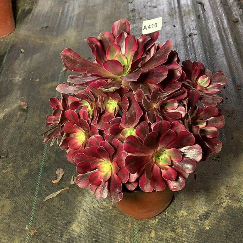 【闪购商品】410美杜莎多肉