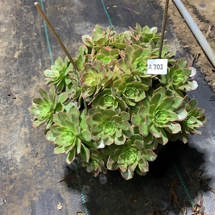 【闪购商品】203万黄锦多肉