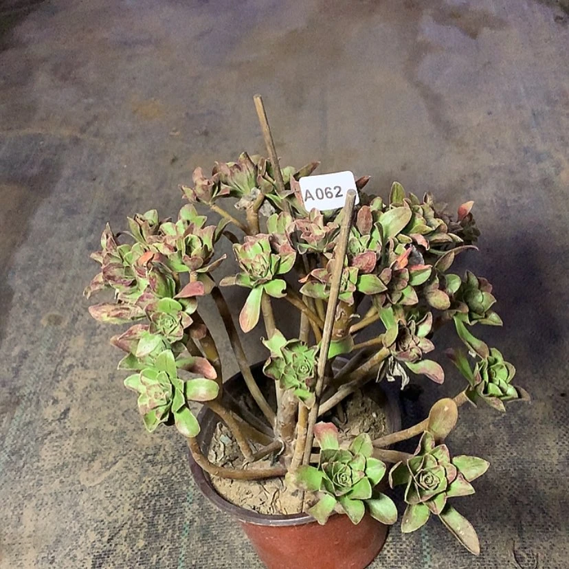 【闪购商品】62圣诞节多肉