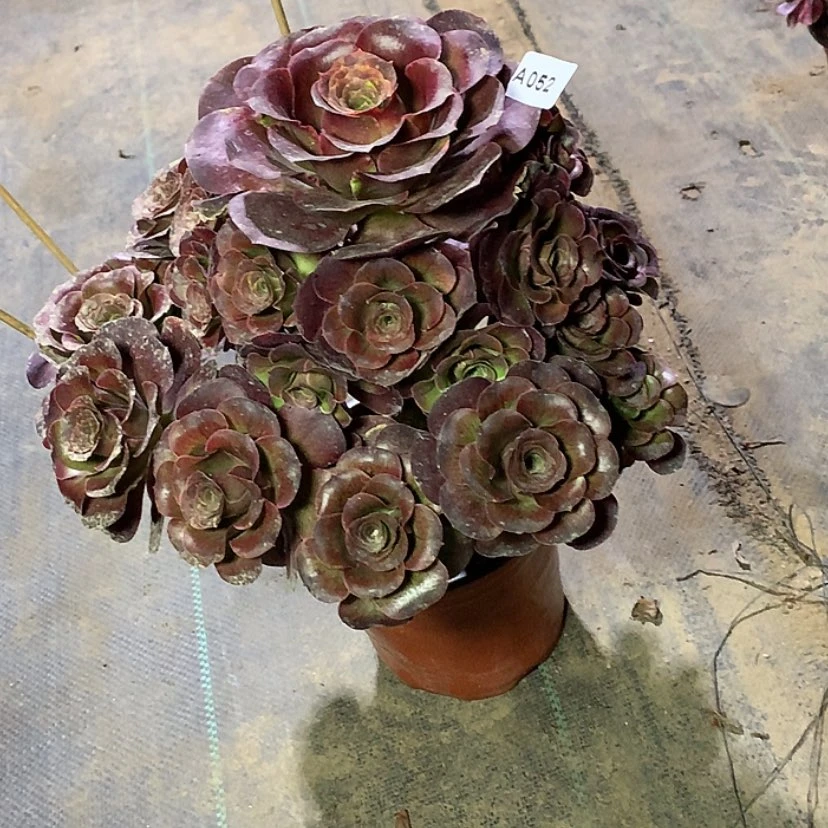 【闪购商品】52魅金多肉