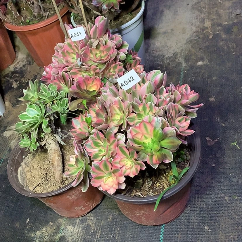 【闪购商品】夏**风42粉女巫多肉