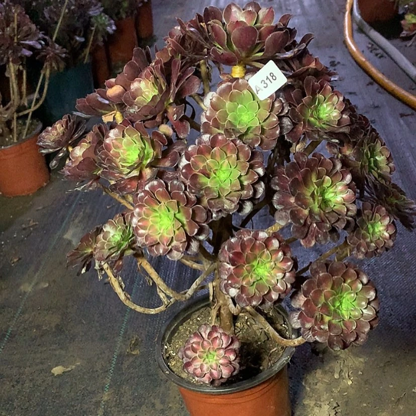 【闪购商品】318红铜中多肉