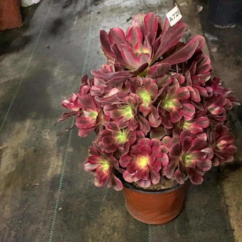 【闪购商品】728美杜莎多肉