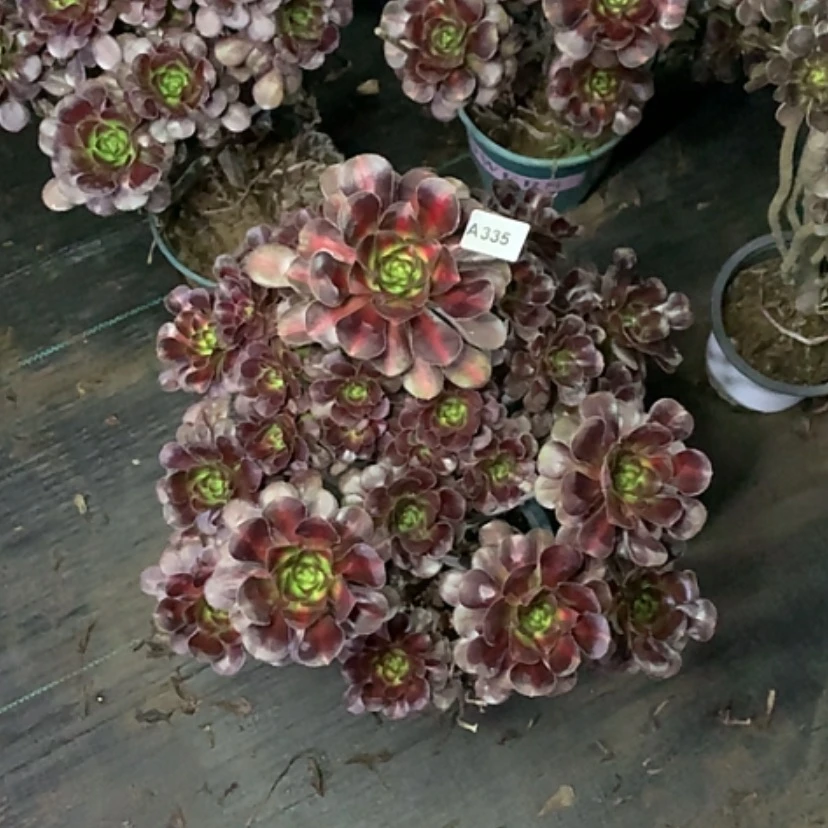 【闪购商品】335晚霞多肉