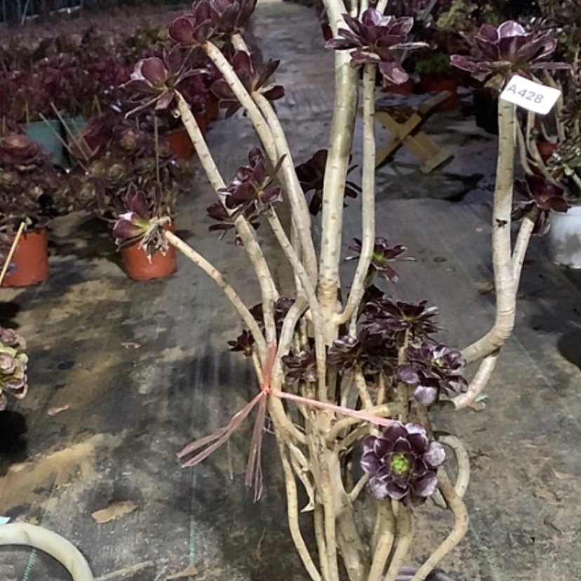 【闪购商品】428黑法师多肉