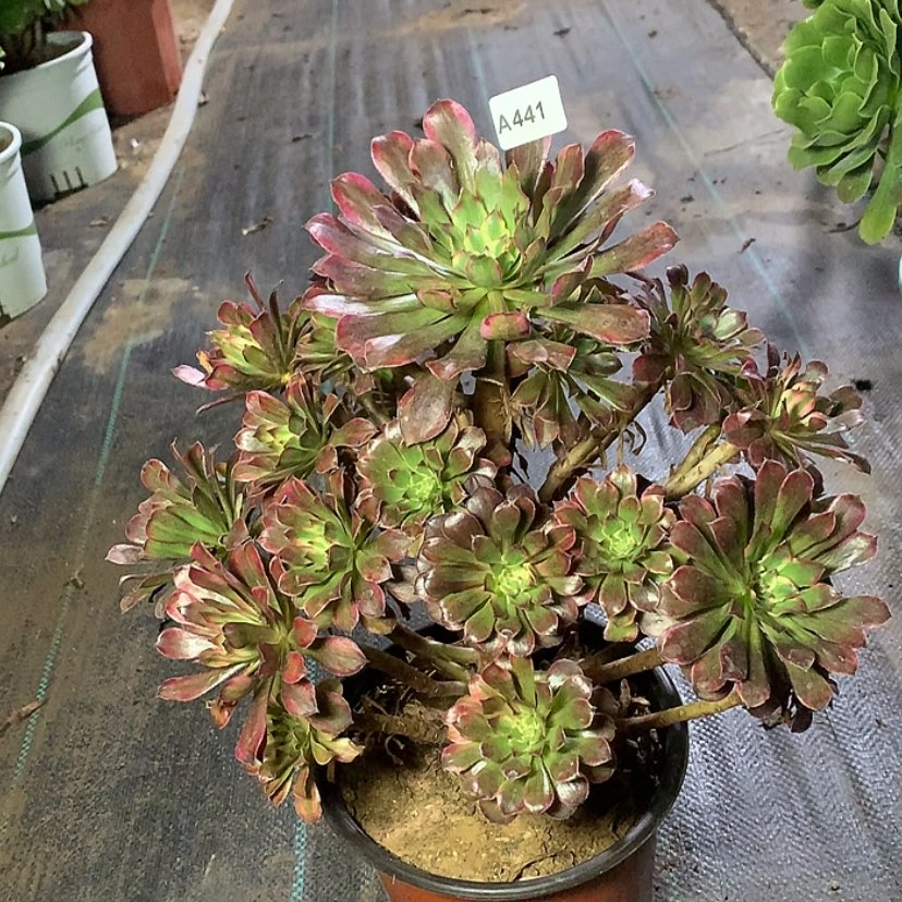 【闪购商品】441多肉法师