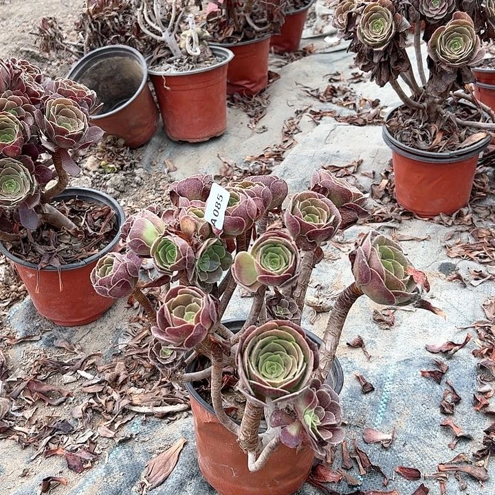 婷85欧紫多肉多肉多肉