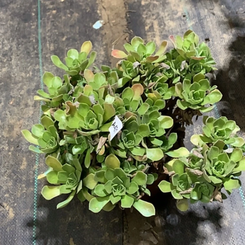 【闪购商品】421冰多肉