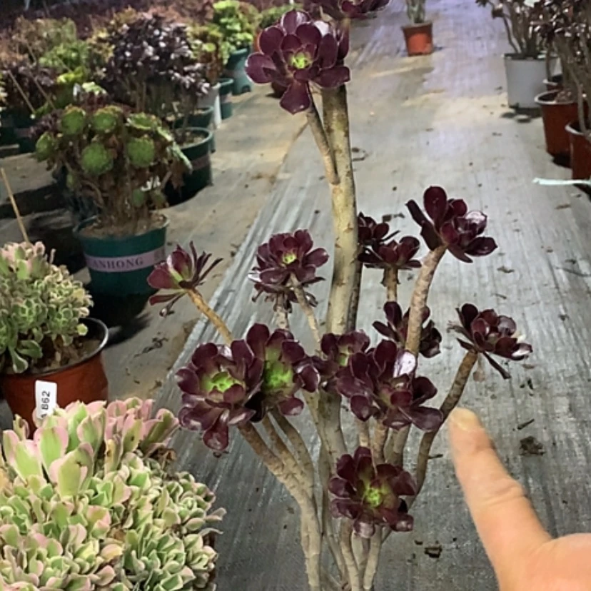 【闪购商品】864黑法师多肉