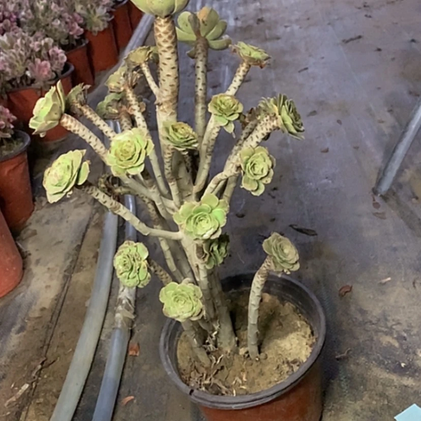 【闪购商品】756原始绿多肉