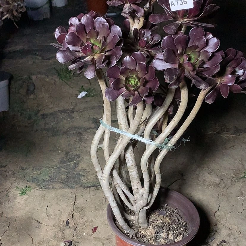 【闪购商品】736黑法师多肉