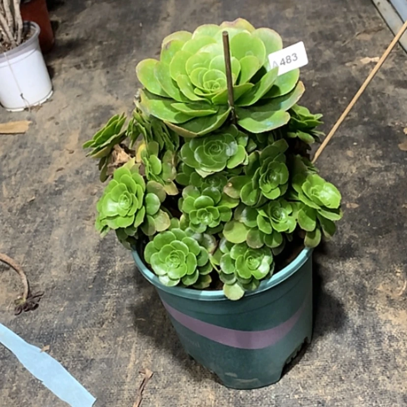 【闪购商品】483八尺镜多肉