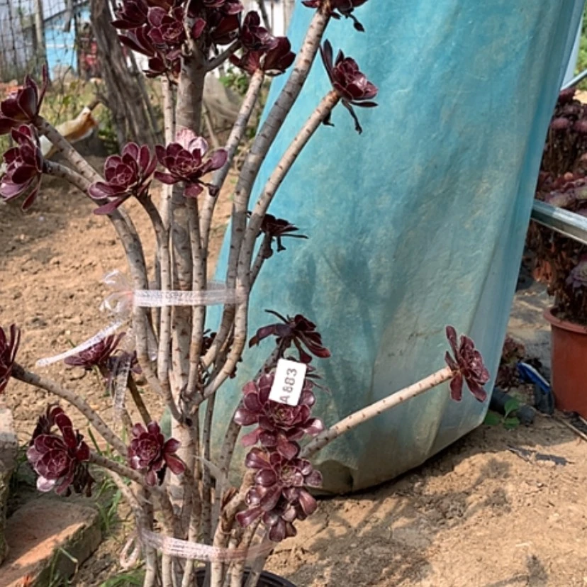 【闪购商品】883黑法师多肉