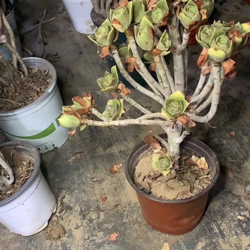 【闪购商品】584香馥多肉