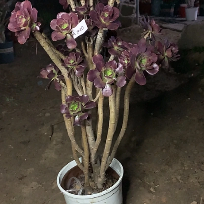 【闪购商品】840黑法师多肉