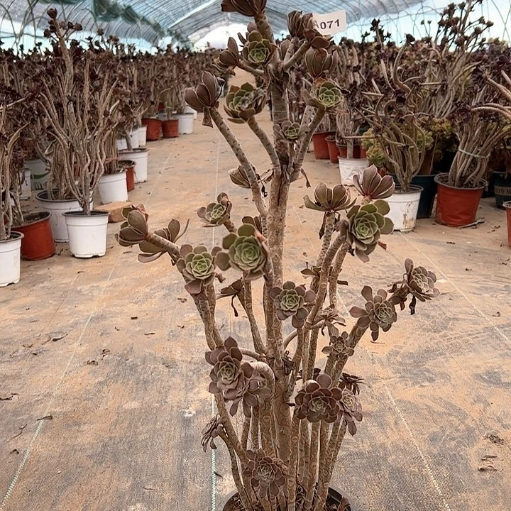 71灰法师多肉多肉多肉