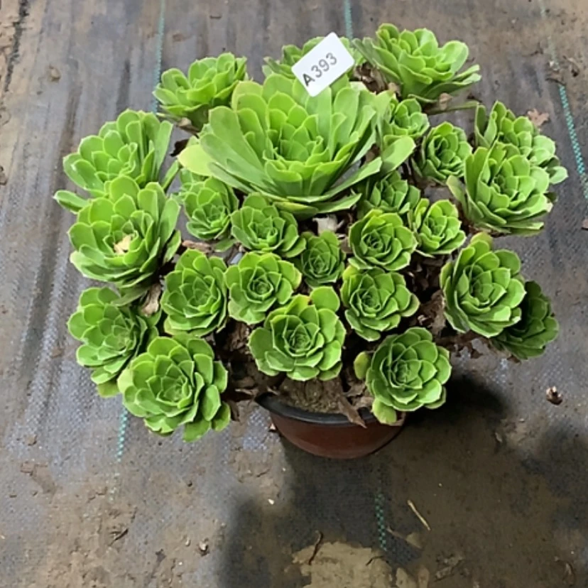 【闪购商品】393多肉法师