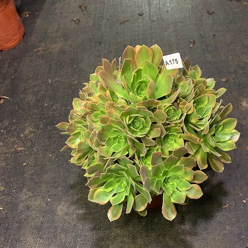 【闪购商品】175青檬多肉