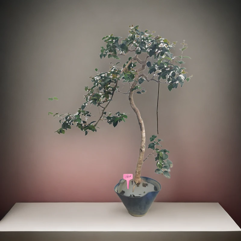 进口发货老桩盆景绿植文人款精品红果金弹子好养果实可食用