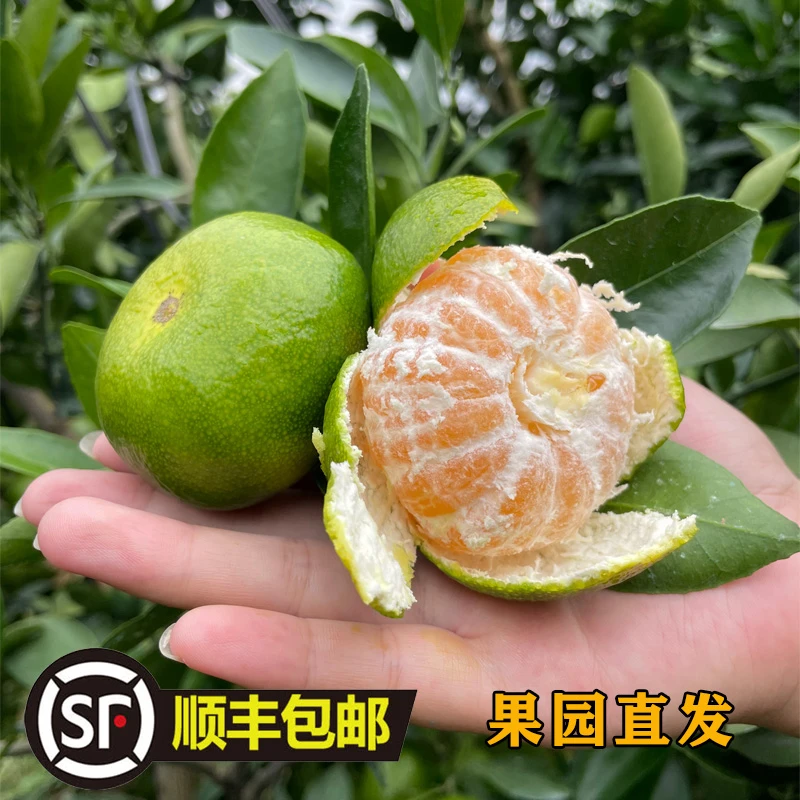 【顺丰】现摘江西寻乌青皮蜜桔产地应季皮薄成熟水果酸甜多汁无籽