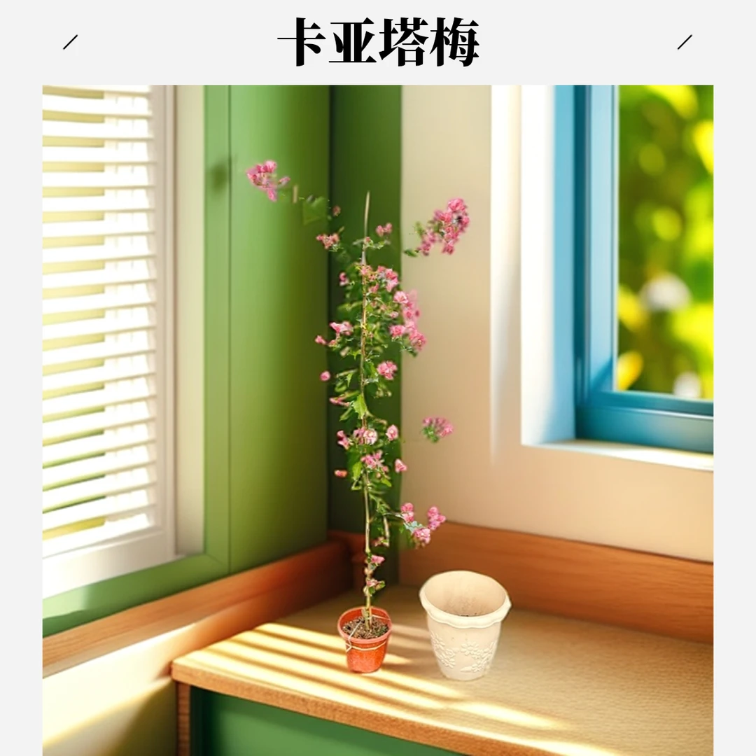 【卡亚塔三角梅】超级勤花品种花色鲜艳买三角梅必入款