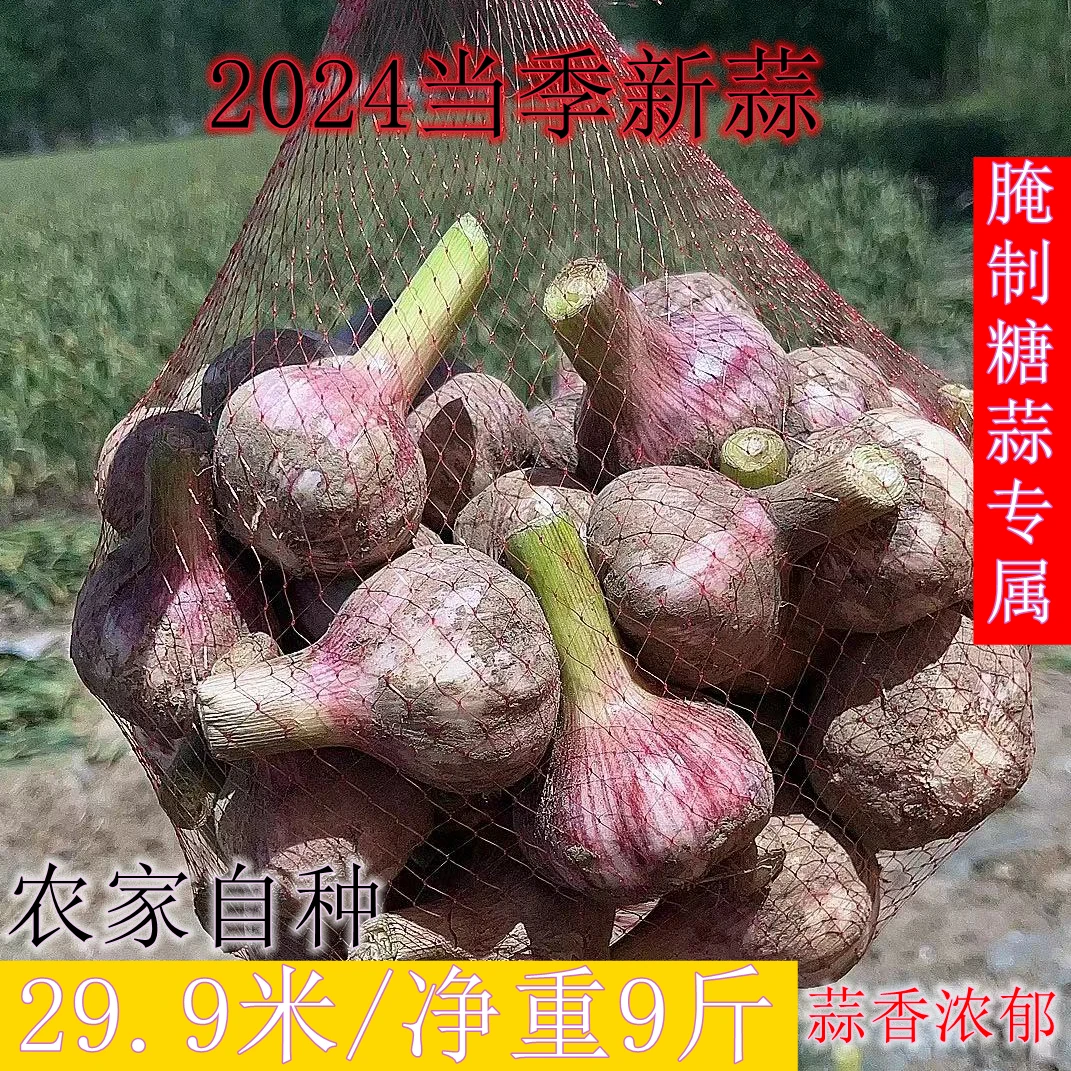 【腌糖蒜】邳州精品大果紫皮新鲜现挖现发产地直供农家自种净重9斤