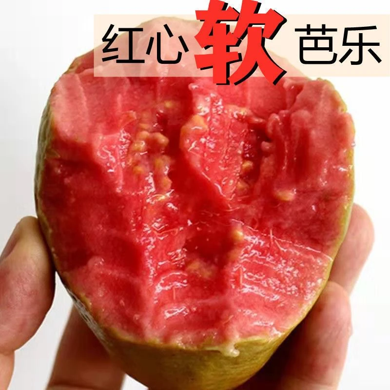 【顺丰包邮】海南红心芭乐红心番石榴5斤装香甜软糯丝滑现摘现发