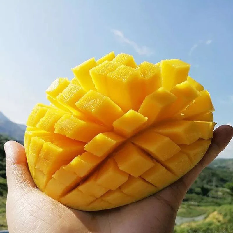 【顺丰】海南青皮澳芒三亚特大凯特芒果当季热带大芒果新鲜水果礼盒