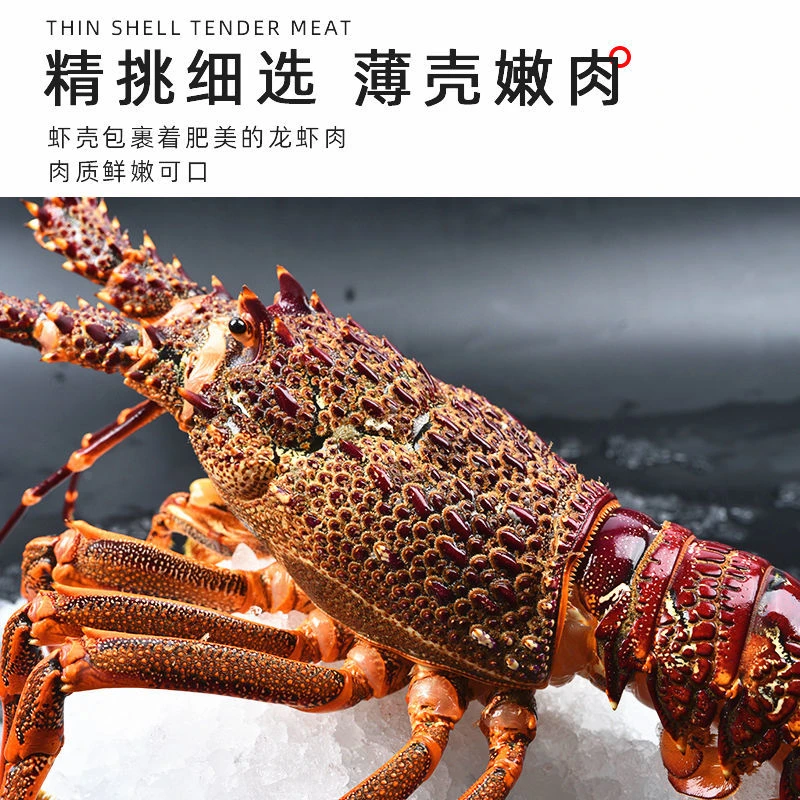 【顺丰空运】澳洲超级大龙虾冷冻发货3-6斤/只饱满新鲜海捕夏日尝鲜