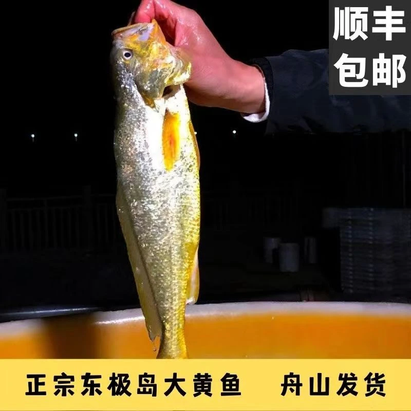 【顺丰】东极岛深海大黄鱼8两-1斤/条野化大黄鱼营养丰富新鲜冷冻