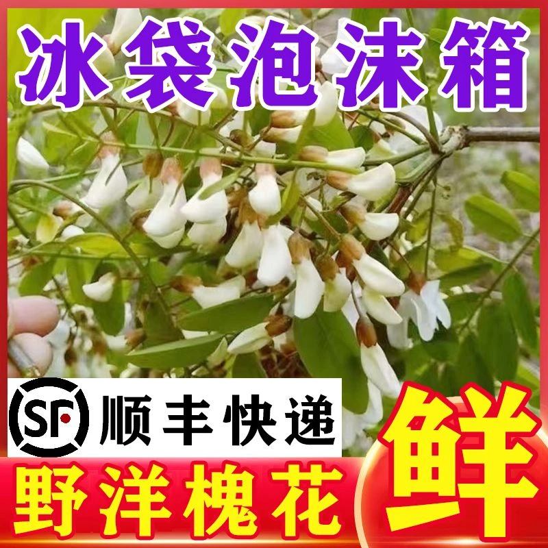 【顺丰包邮】2024新鲜野生洋槐花现摘槐花花骨朵 野菜蔬菜美味1-4斤