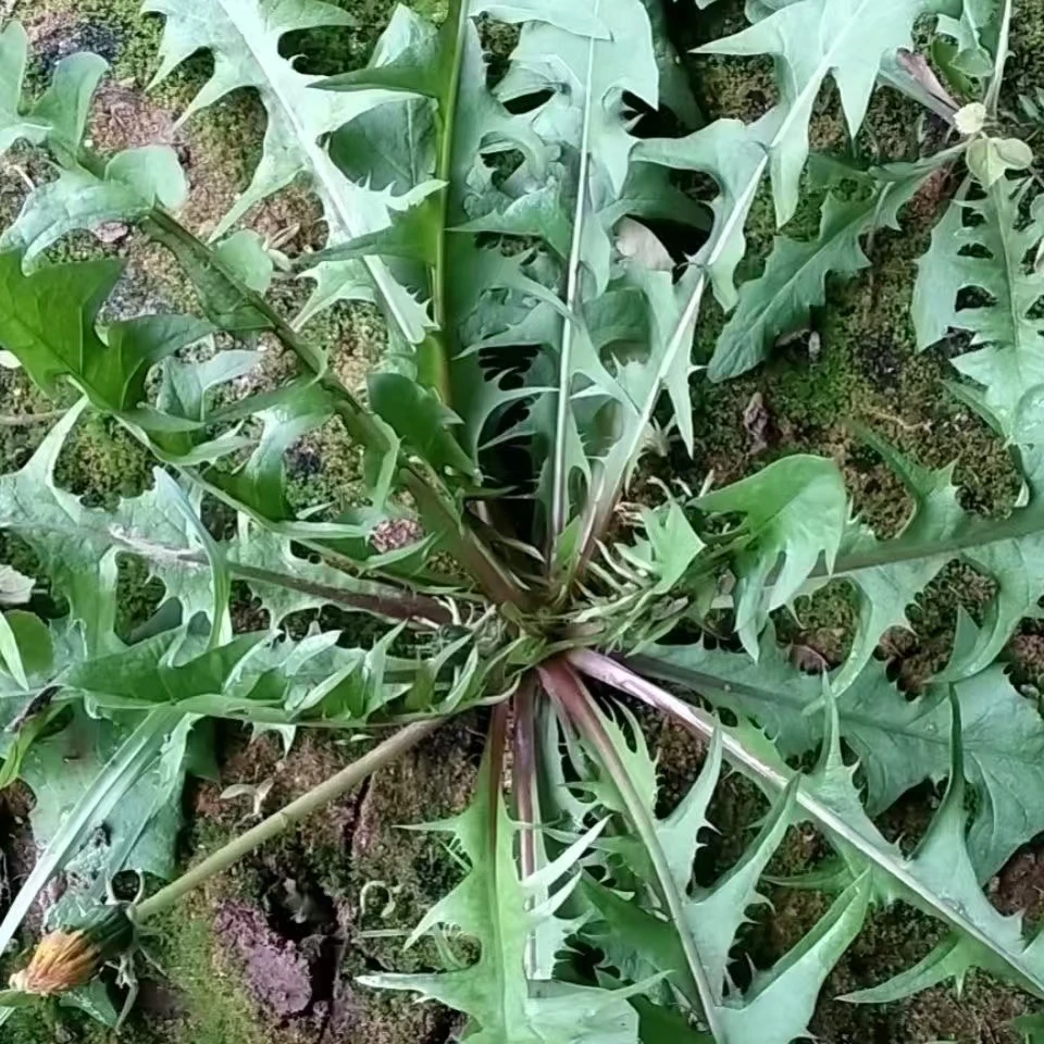高原现挖蒲公英根
