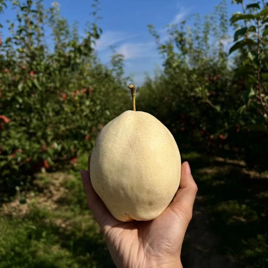 山农酥梨口感酥脆汁多味甜微渣