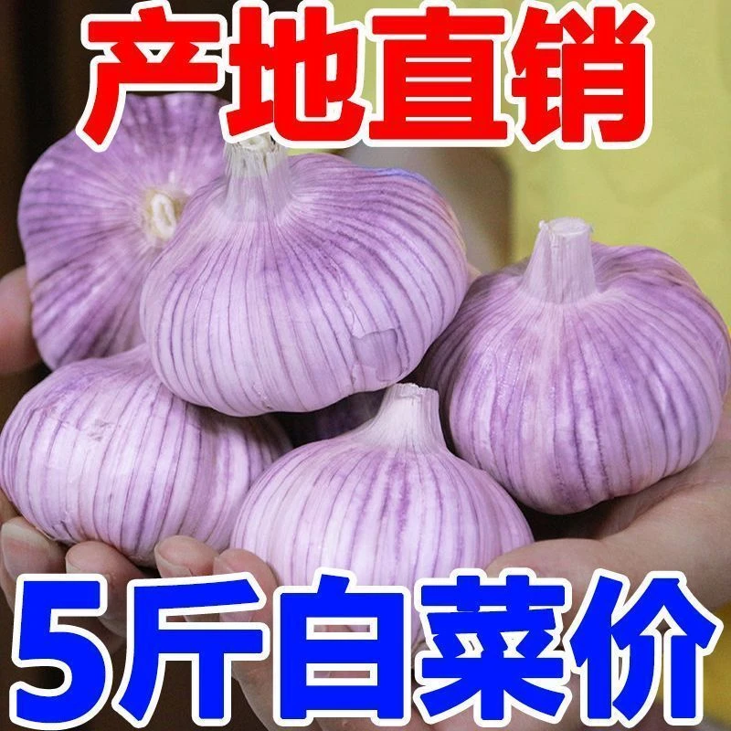 【5斤太便宜!】紫皮大蒜淹糖蒜大蒜头新鲜大蒜便宜山东大蒜头蒜子
