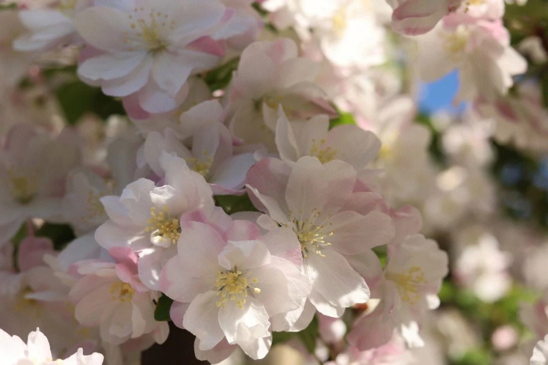 一物一拍 三角梅，