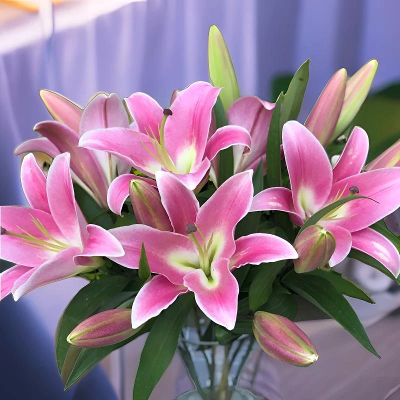 【云南直发】普拉芬多单瓣香水百合水养花卉鲜花批发客厅办公室