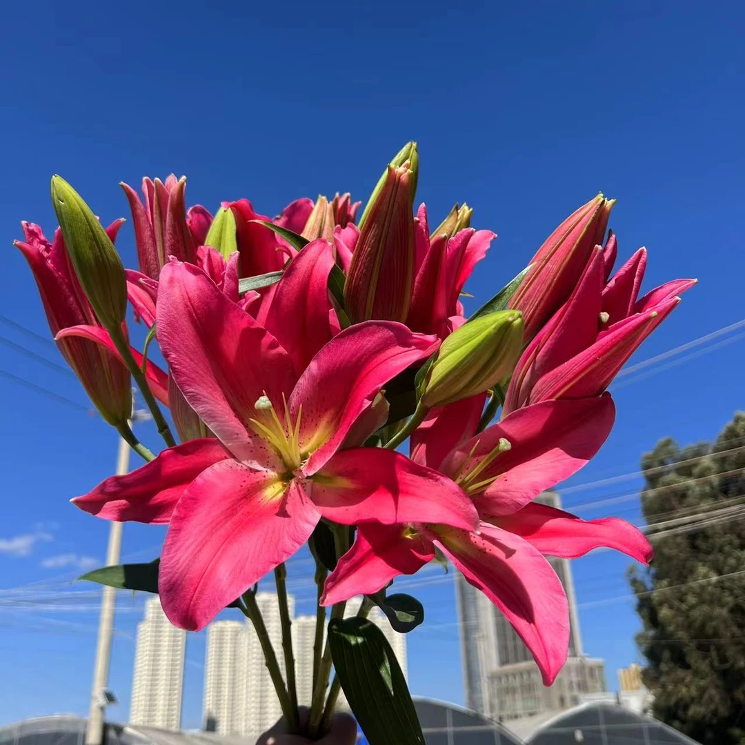 卡贝拉香水百合云南基地直发新鲜鲜花温馨百合花顺丰包邮百合花