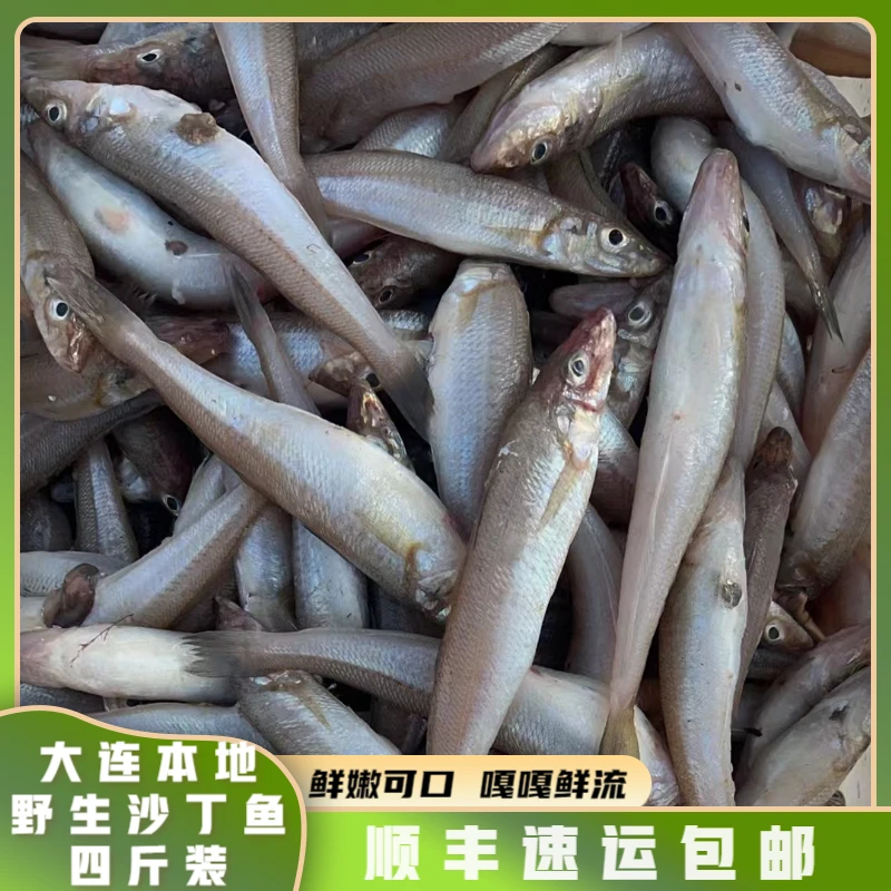 【大连本地新鲜沙丁鱼】六斤装  顺丰速运包邮