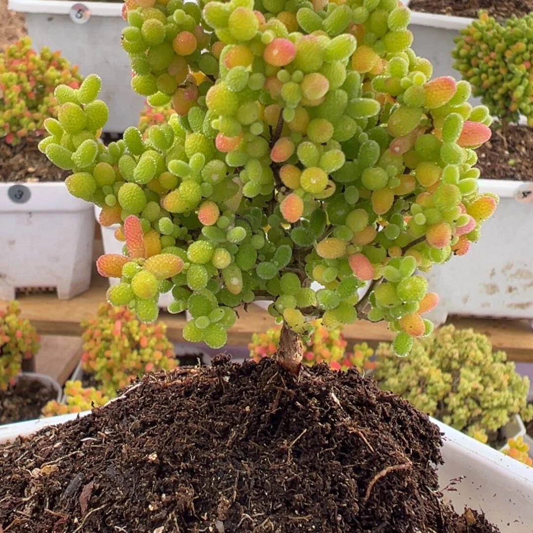 蜜橘糖球枝干番杏