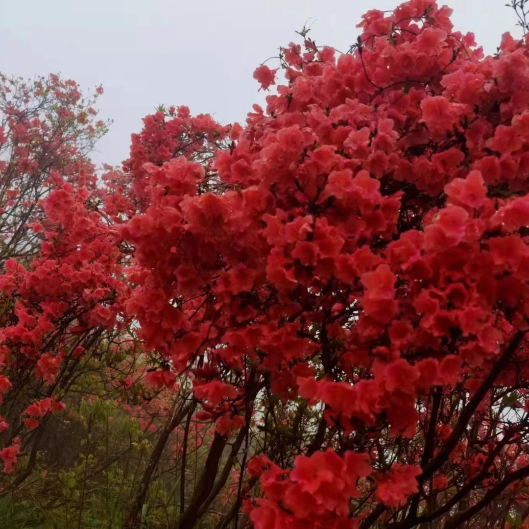 映山红，庭院映山黄，各种接待美观春季盆景老桩，一物一拍