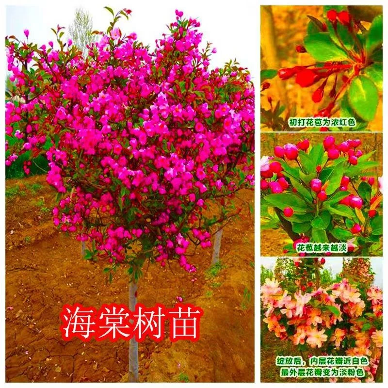 西府海棠树苗高杆西府海棠树苗垂丝北美红宝石海棠花苗耐寒绿化苗