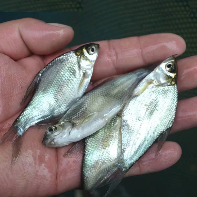 四川发货 武昌鱼 鳊鱼 活体