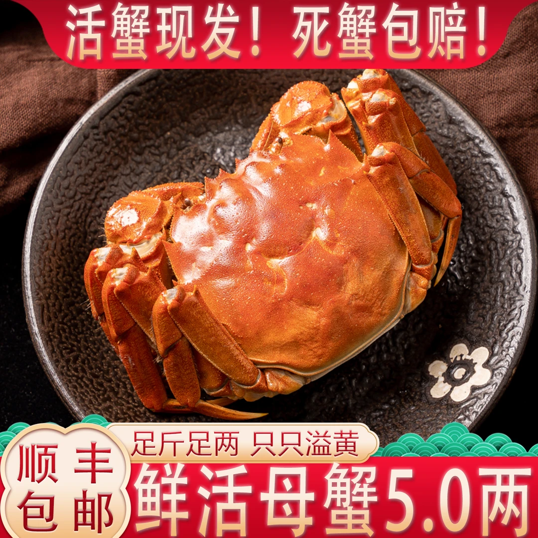 【活蟹】母蟹5.0两【爆黄】8只 精品爆黄大闸蟹固城湖成熟好蟹礼新T8